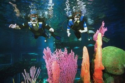 Seas Aqua Tour at Disney's Epcot